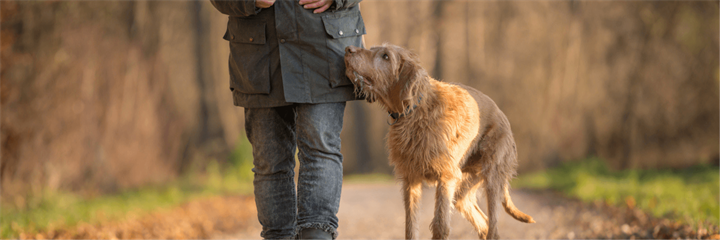How to Keep an Older Dog Active